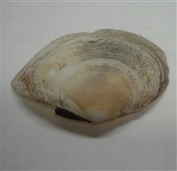 藏品(波紋櫻蛤)的圖片